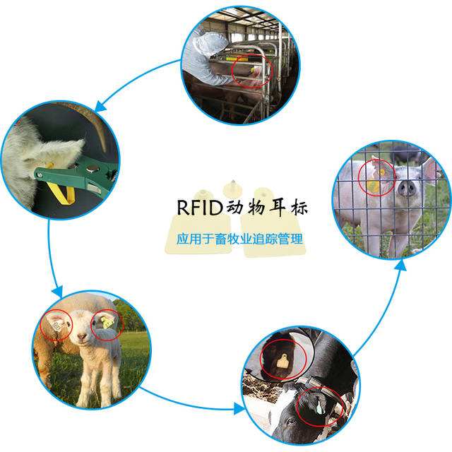 1684373619973396.jpg rfid 畜牧管控.jpg